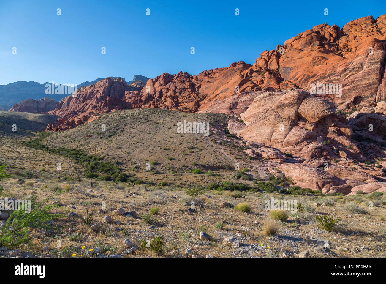 Vista delle formazioni rocciose e la flora in Red Rock Canyon National Recreation Area, Las Vegas, Nevada, Stati Uniti d'America, America del Nord Foto Stock