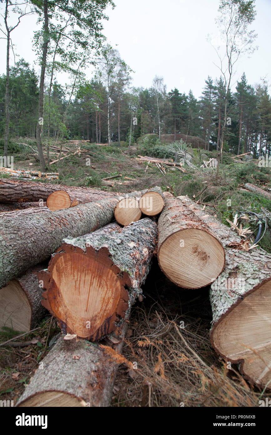 Tagliare il legname ,veicolo forestale ha workt nella foresta con clearcutting una zona Foto Stock