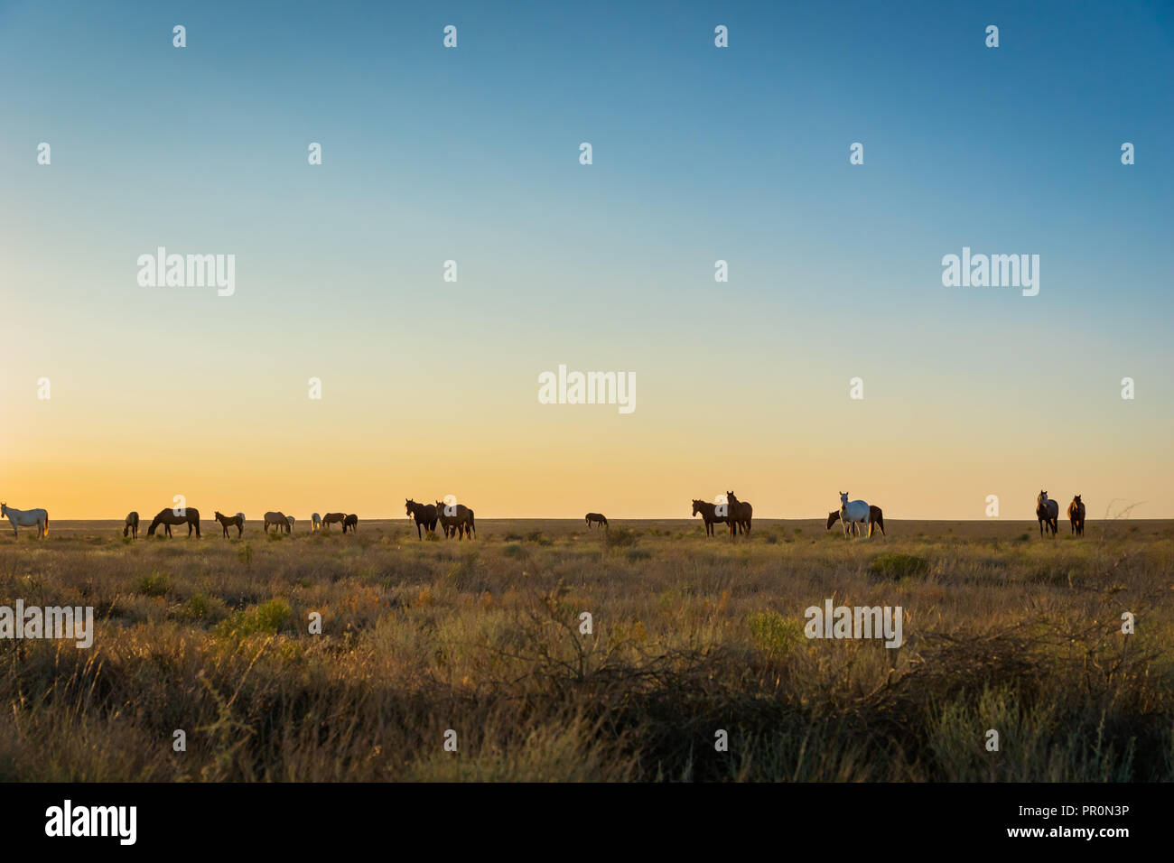 Cavalli selvaggi di sunrise n steppe del Kazakistan. Foto Stock