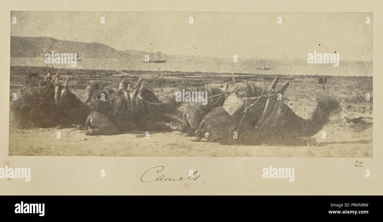 Cammelli; John Kirk, scozzese, 1832 - 1922, Turchia; 1855 - 1856; albume silver stampa Foto Stock