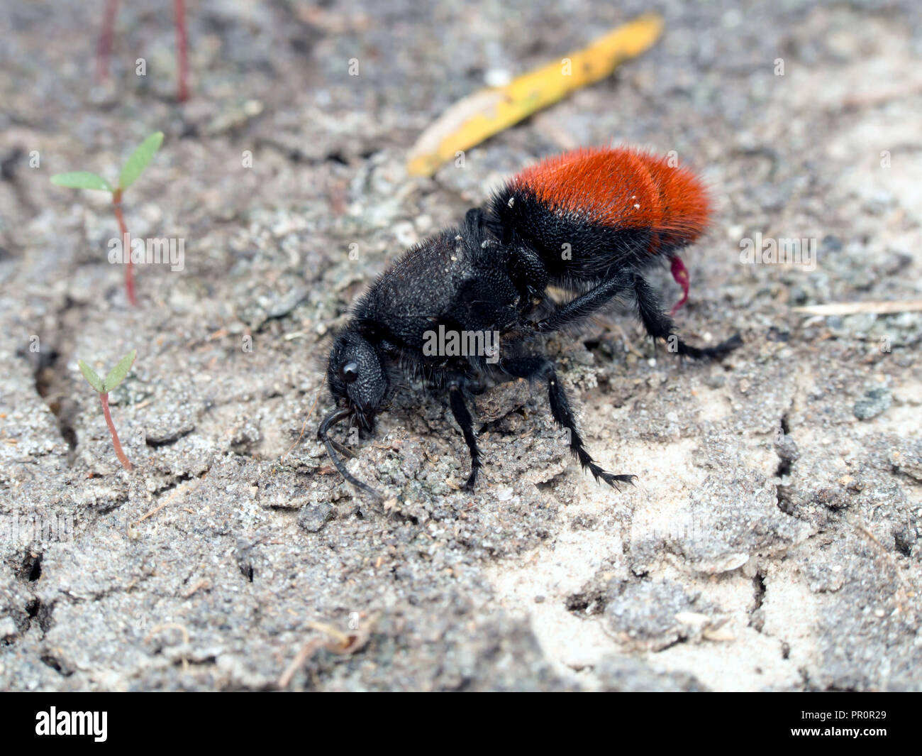 Velvet Ant, un membro della famiglia di vespe Mutillidae, sfrega contro la sua testa sul terreno sabbioso. Il Corpus Christi, Texas USA. Foto Stock