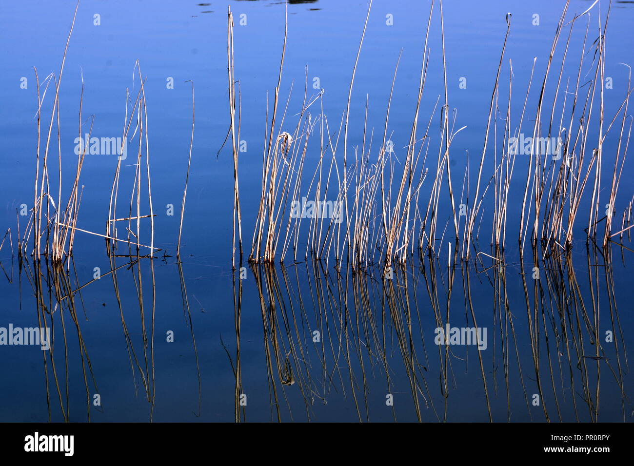 Schilfgras reed o bambù in acqua Foto Stock