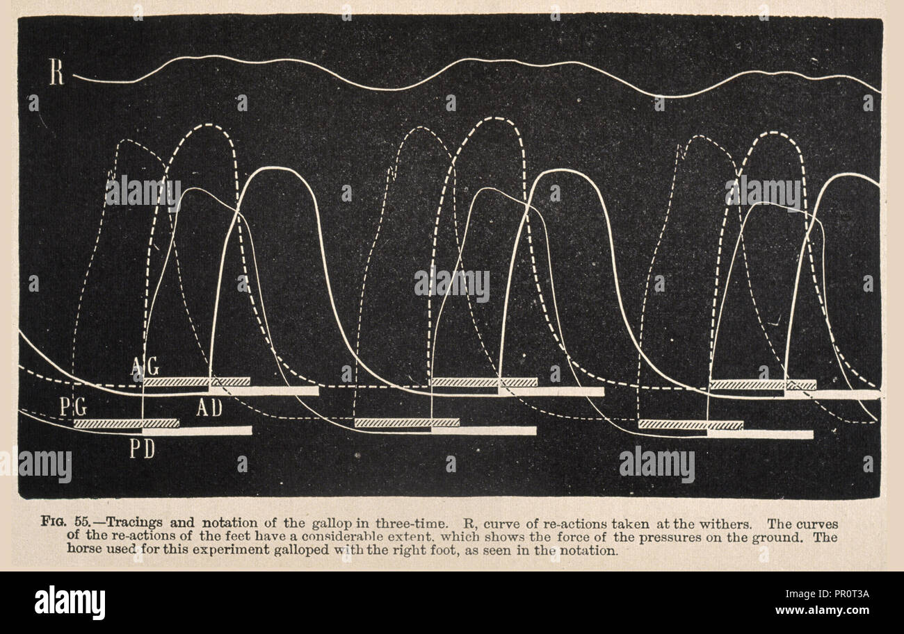 I tracciati e la notazione del galoppo in tre-tempo ... Meccanismo di animale: un trattato sul terrestre e aërial locomozione, Marey Foto Stock