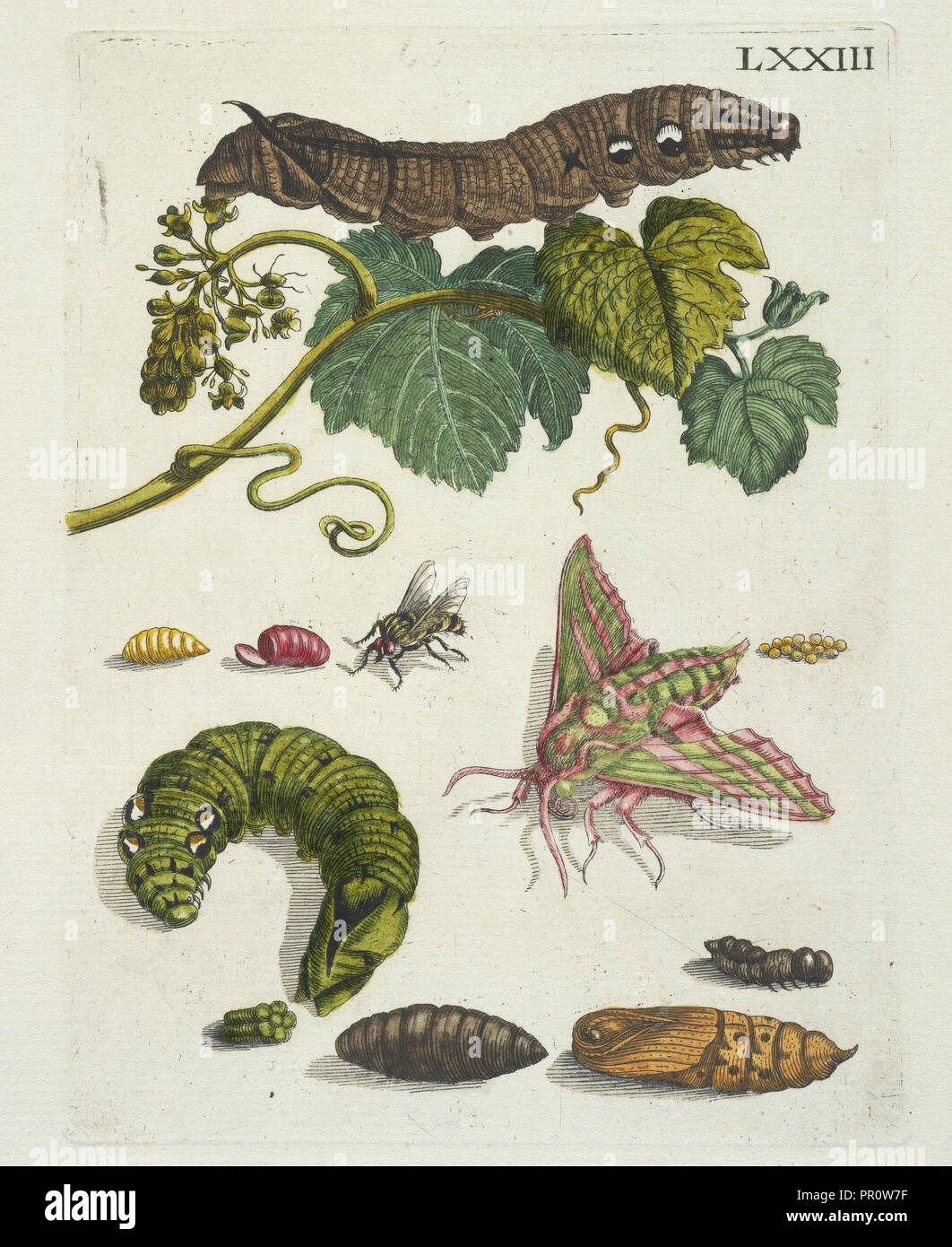 Druivenblossem, De Europische insecten, Merian, Maria Sibylla, 1647-1717, incisione colorate a mano, 1730 Foto Stock