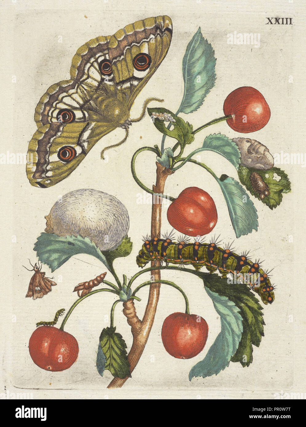 Krieken, De Europische insecten, Merian, Maria Sibylla, 1647-1717, incisione colorate a mano, 1730 Foto Stock