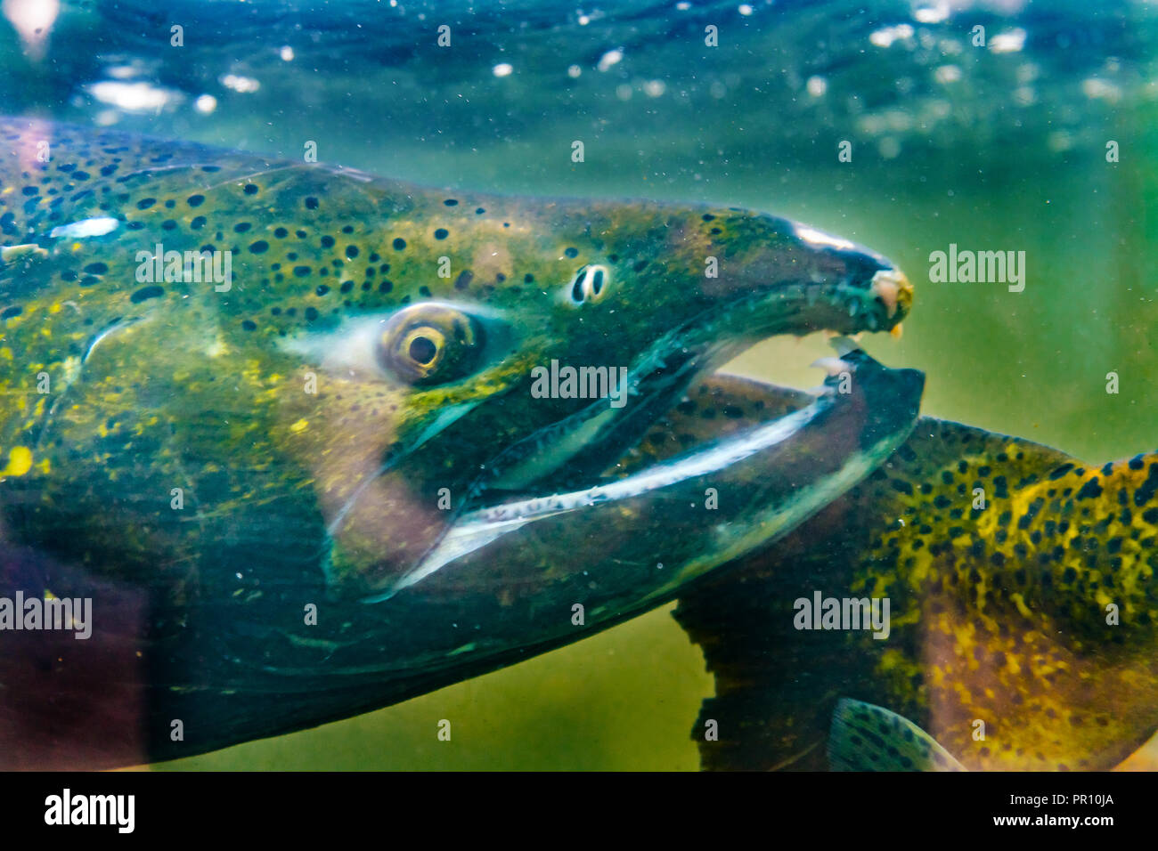 Salmon Oncorhynchus tshawytscha Issaquah incubatoio Washington. Salmone swim up Issaquah creek dal mare a tornare a casa in incubatoio.. Foto Stock Salmon Oncorhynchus tshawytscha Issaquah incubatoio Washington. Salmone swim up Issaquah creek dal mare a tornare a casa in incubatoio.. Foto Stock