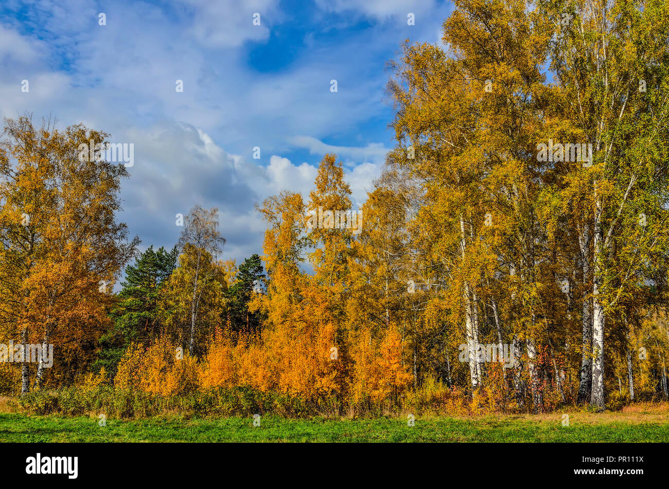 Bellissimo paesaggio romantico con foglie d'oro di betulle in autunno la stagione della foresta - caduta brillante background a caldo e soleggiato settembre giornata con blue Foto Stock