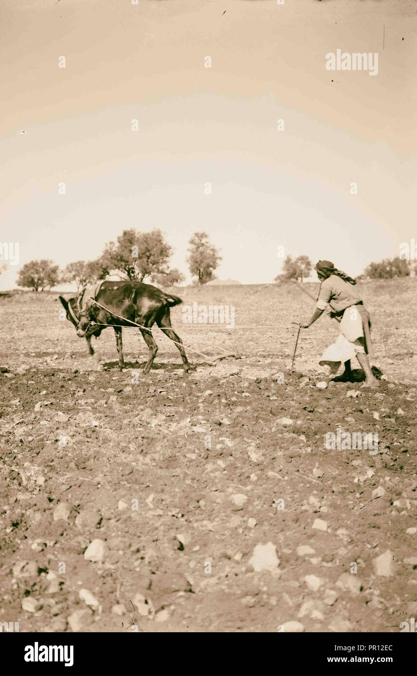 L'aratura con un mulo. 1900, Medio Oriente, Israele e/o la Palestina Foto Stock