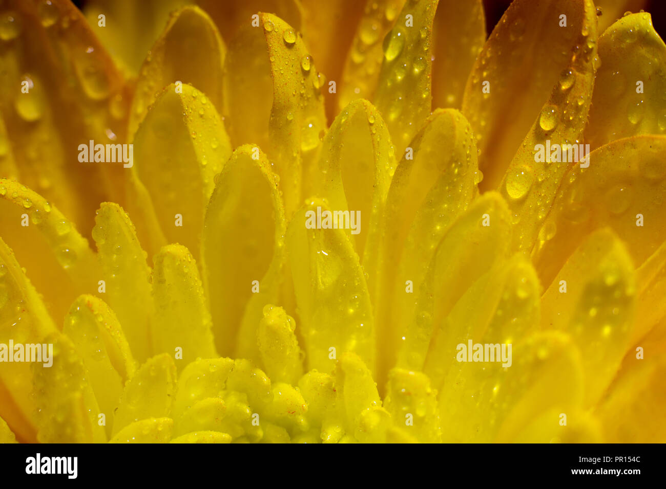 Una macro di un fiore giallo con goccioline di acqua sulla sua petali. Foto Stock