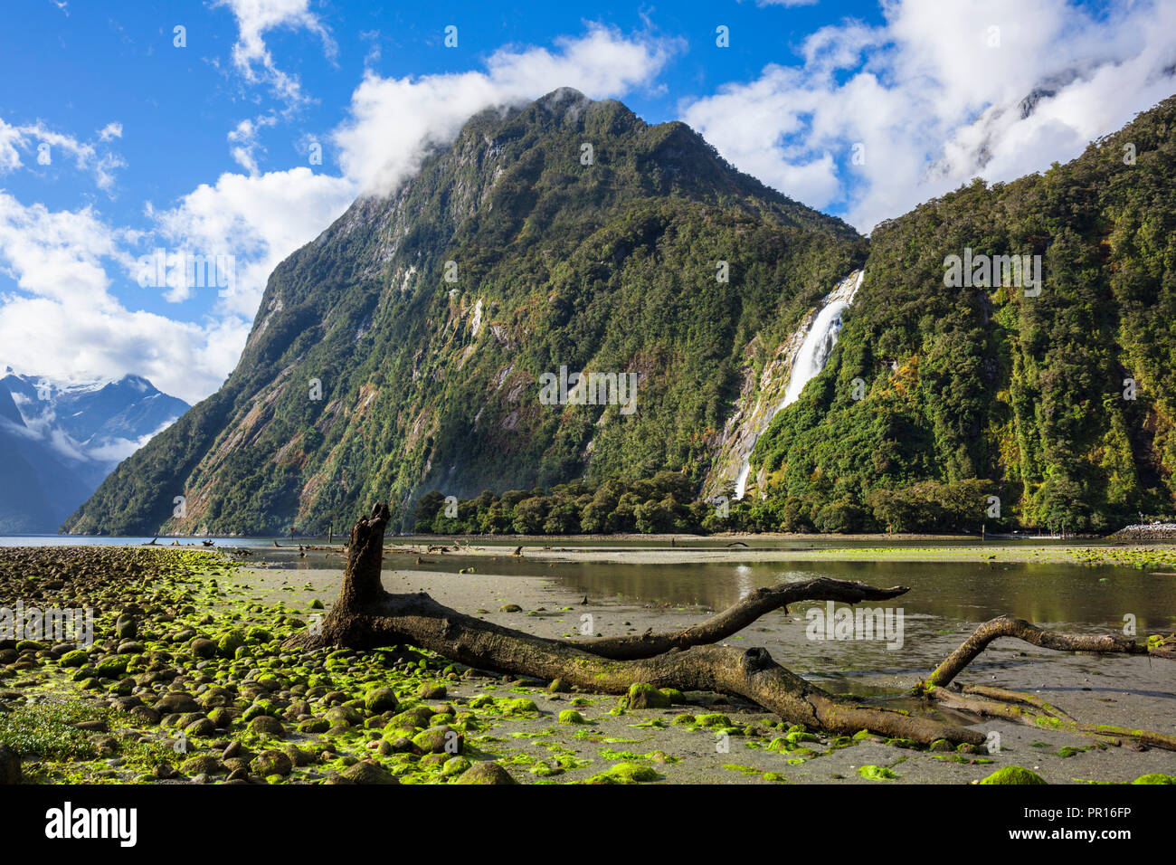Albero morto, la cascata di gamma e Bowen Falls, Milford Sound, Parco Nazionale di Fiordland, Sito Patrimonio Mondiale dell'UNESCO, South Island, in Nuova Zelanda, Pacific Foto Stock
