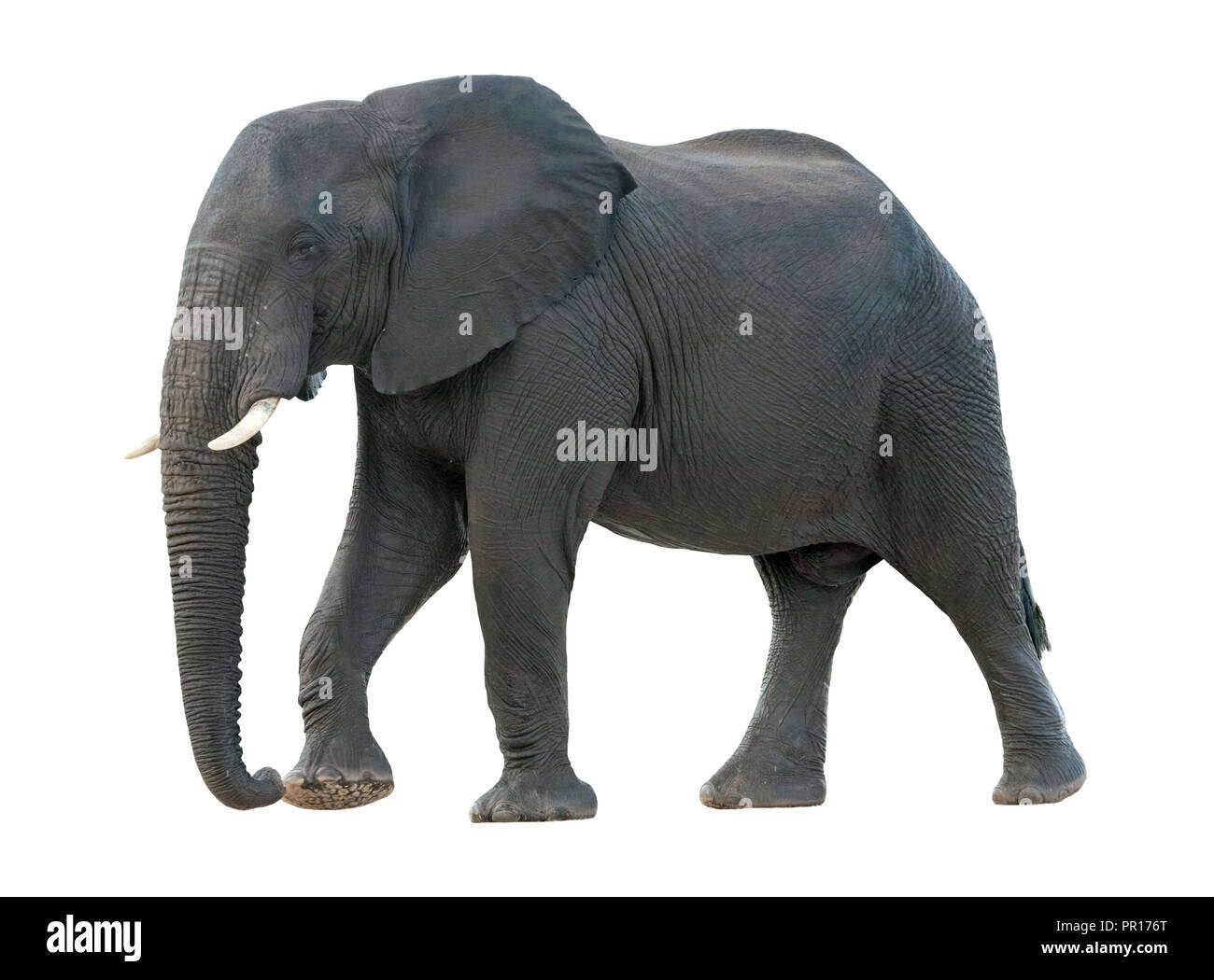 Vista laterale di un maschio di wet dell' elefante africano (Loxodonta africana) Passeggiate Foto Stock