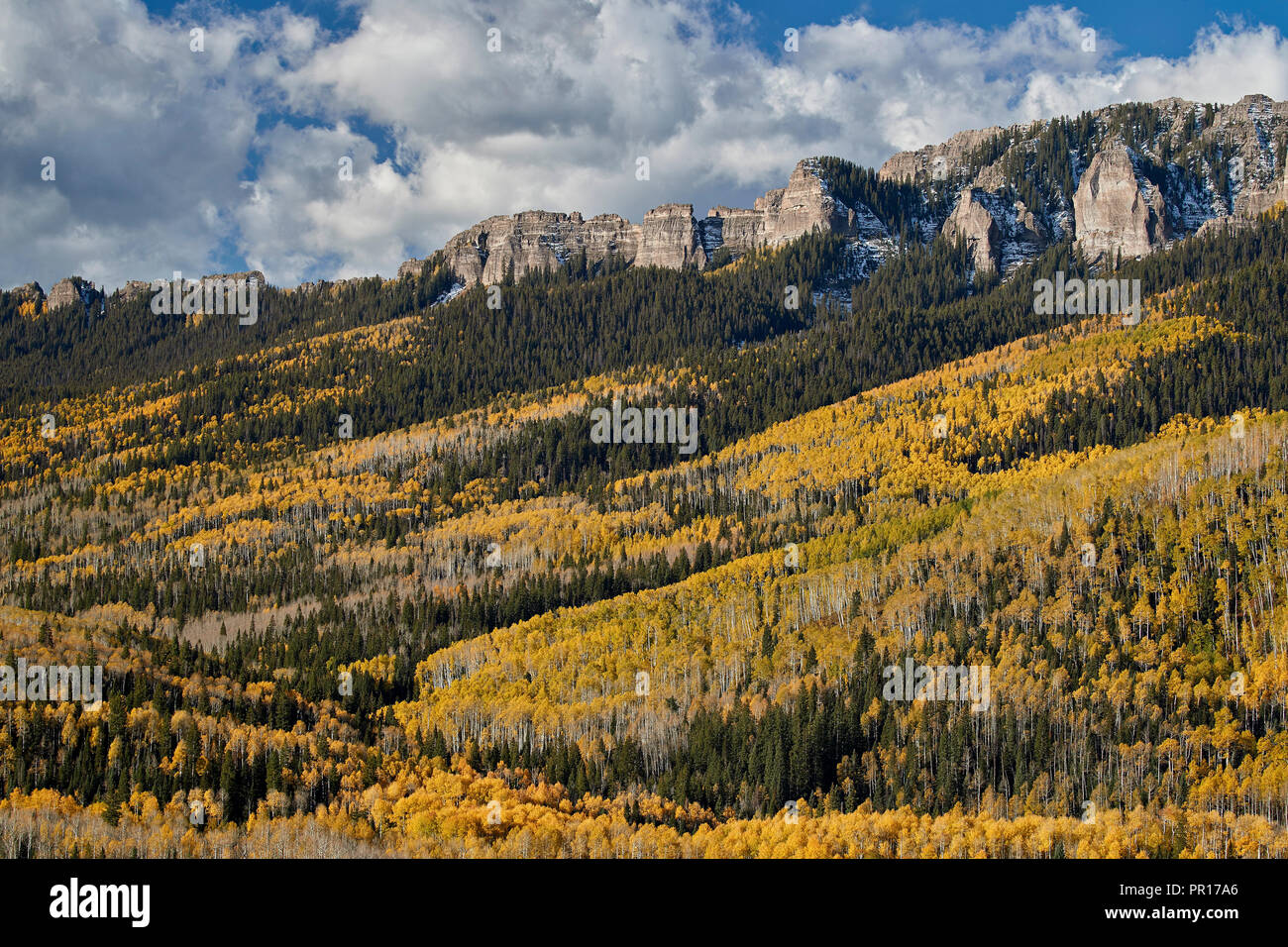 Aspens giallo in autunno, Uncompahgre National Forest, Colorado, Stati Uniti d'America, America del Nord Foto Stock