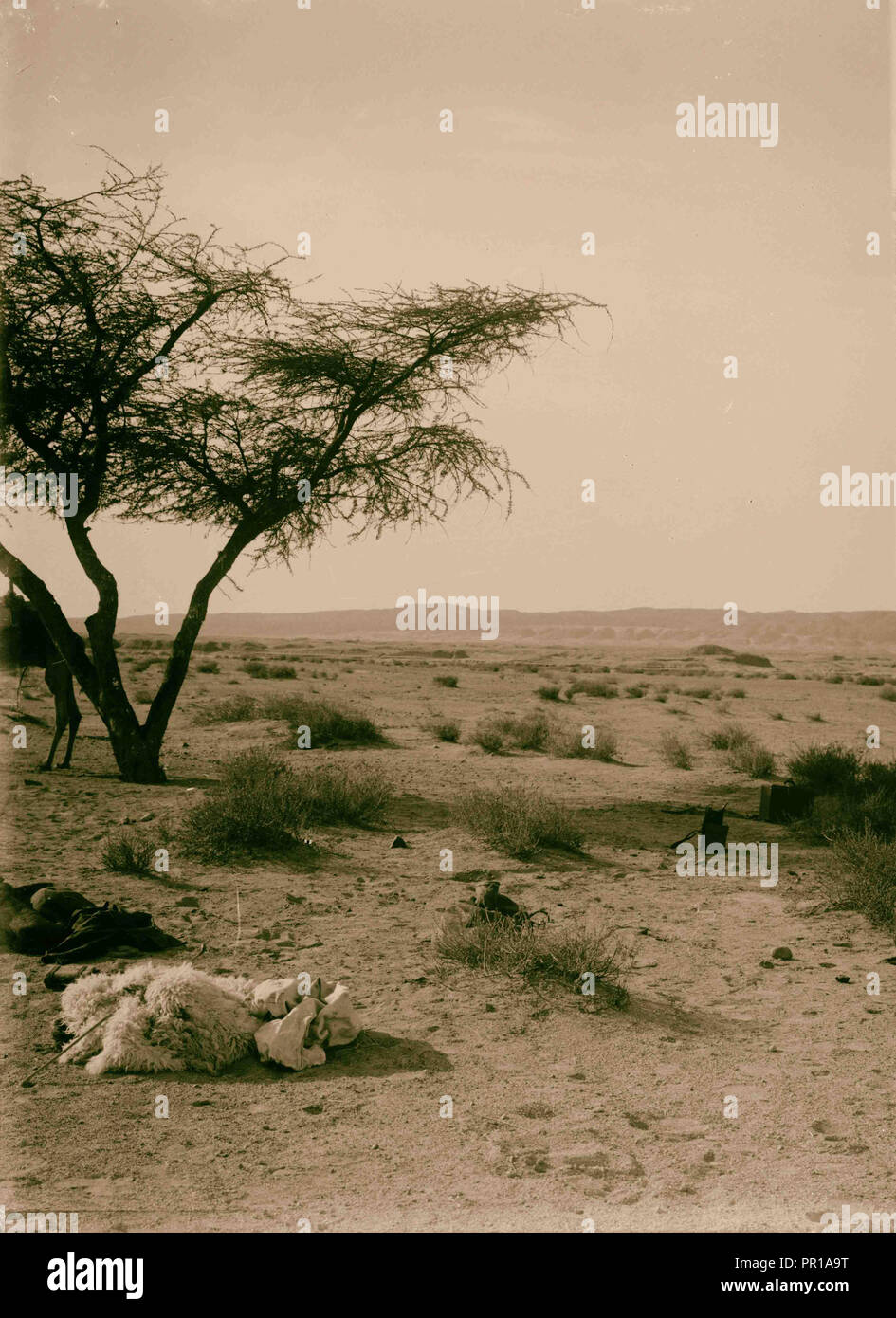 Al Sinai attraverso il Mar Rosso, Tor, e Wady Hebran. In scena a mezzo di el-Kaa. 1900, l'Egitto, Il Sinai Foto Stock