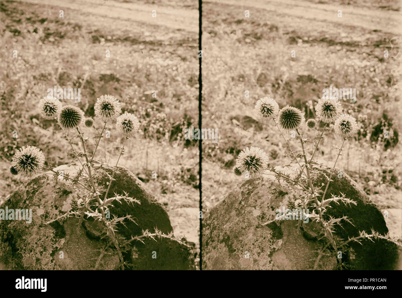 Fiori Selvatici della Palestina. Globo-thistle, grandi. (E. sphaerocephalus L.). 1900 Foto Stock