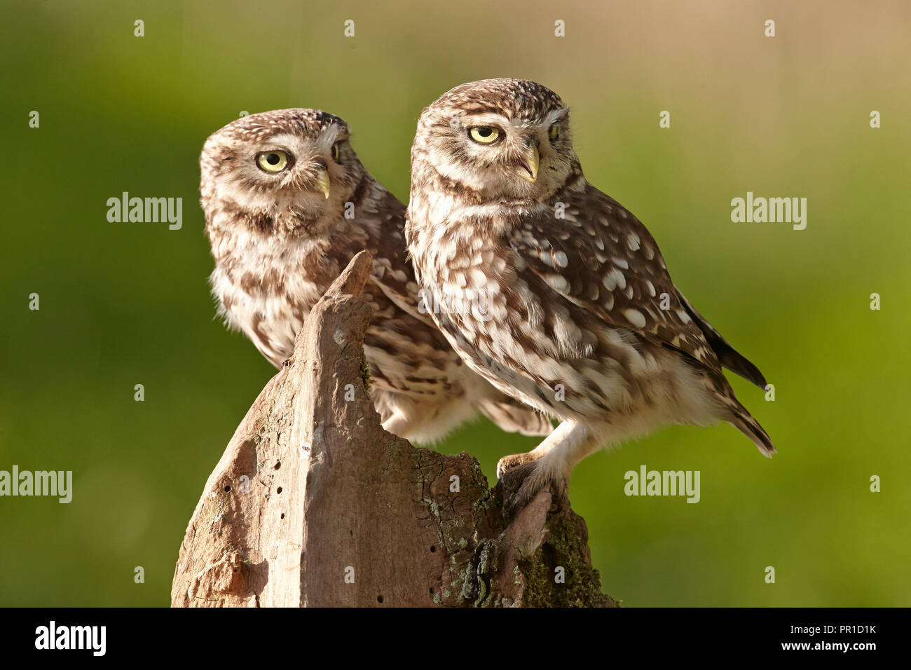 Due una coppia di civette, Athene noctua, East Yorkshire, Regno Unito Foto Stock