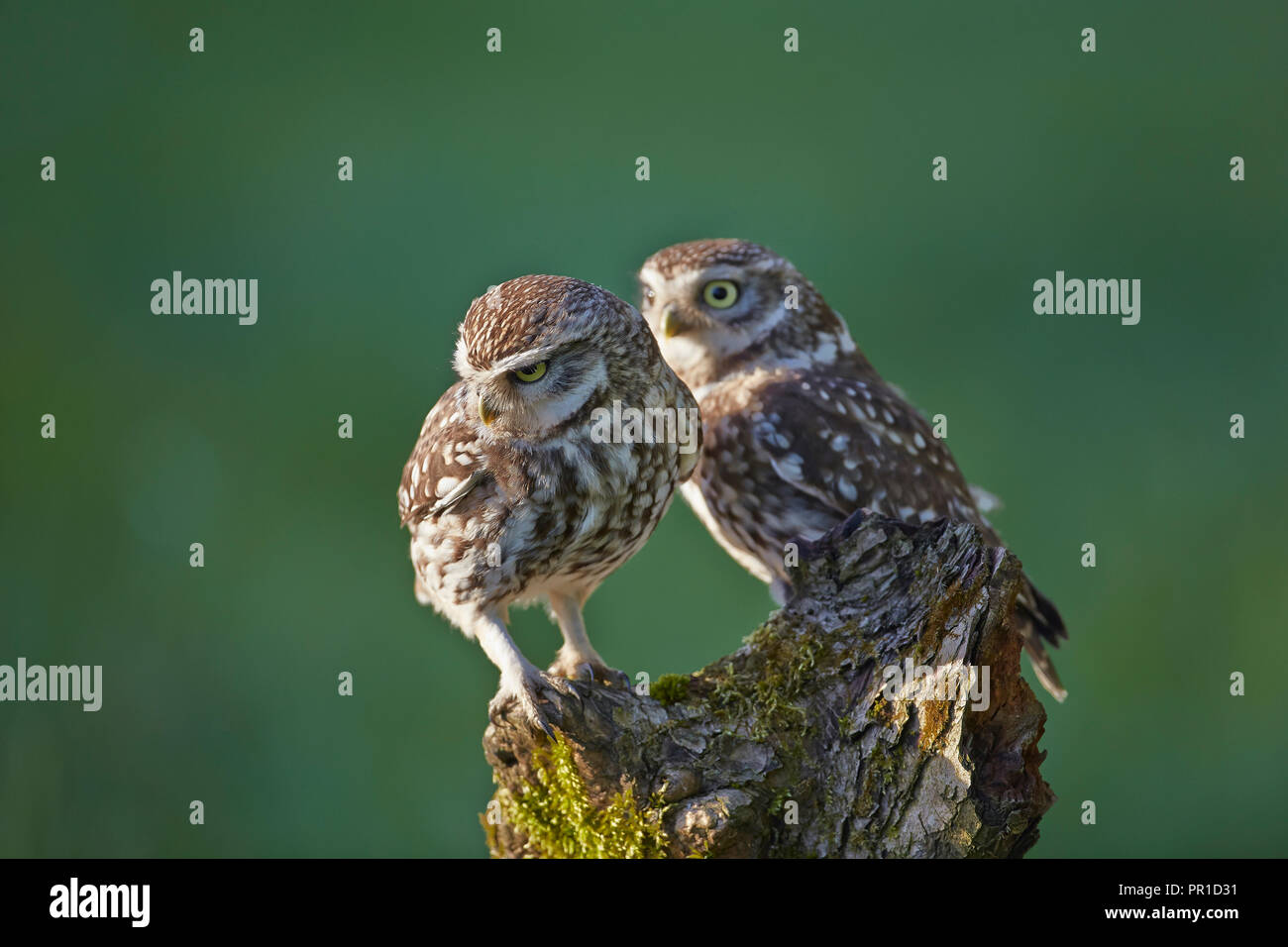 Due una coppia di civette, Athene noctua fotografata al Les gibbone Piccolo gufo fotografia nascondere, East Yorkshire. Foto Stock