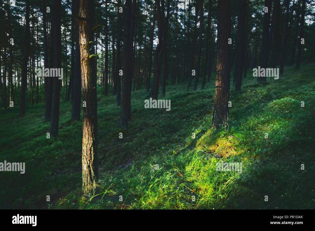 Dark e moody, magica, la fiaba della foresta di pini. Misteriosa pineta al crepuscolo. Pomerania, Polonia. Foto Stock