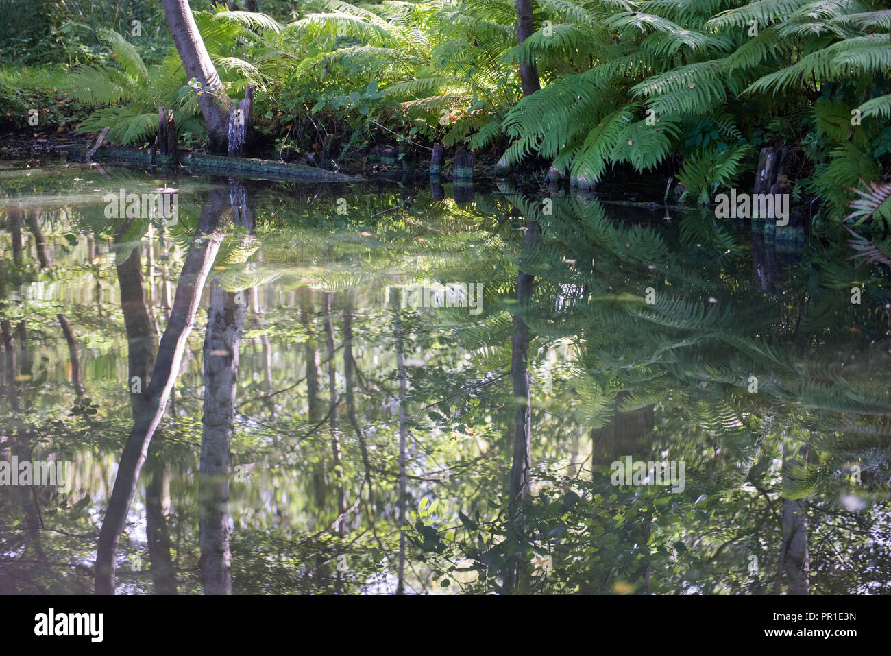 Ancora in vita di felce di acqua e foresta a Mølleå in Danimarca in estate Foto Stock