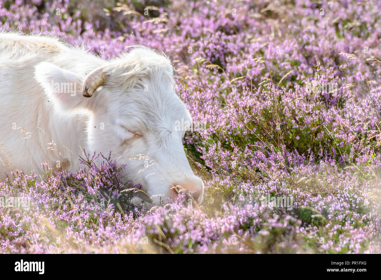 Vacca bianca dormire sul campo coperto con vibrante viola heather flowers.Organic agricoltura nelle zone rurali del Regno Unito.pisolino pomeridiano.I sogni dolci.spazio copia.pascolo. Foto Stock
