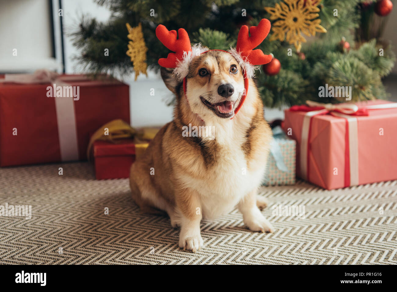Corgi, gonna per albero di Natale, decorazione natalizia per interni e