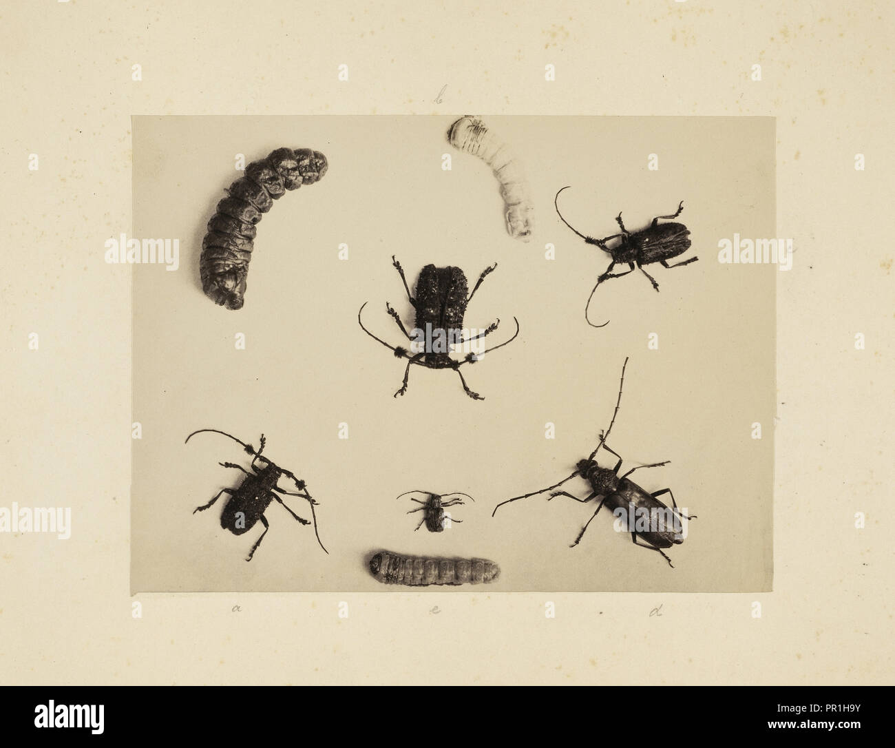Beetle studio, studi indiani di insetti, Saché, John Edward, albume d'uovo Foto Stock