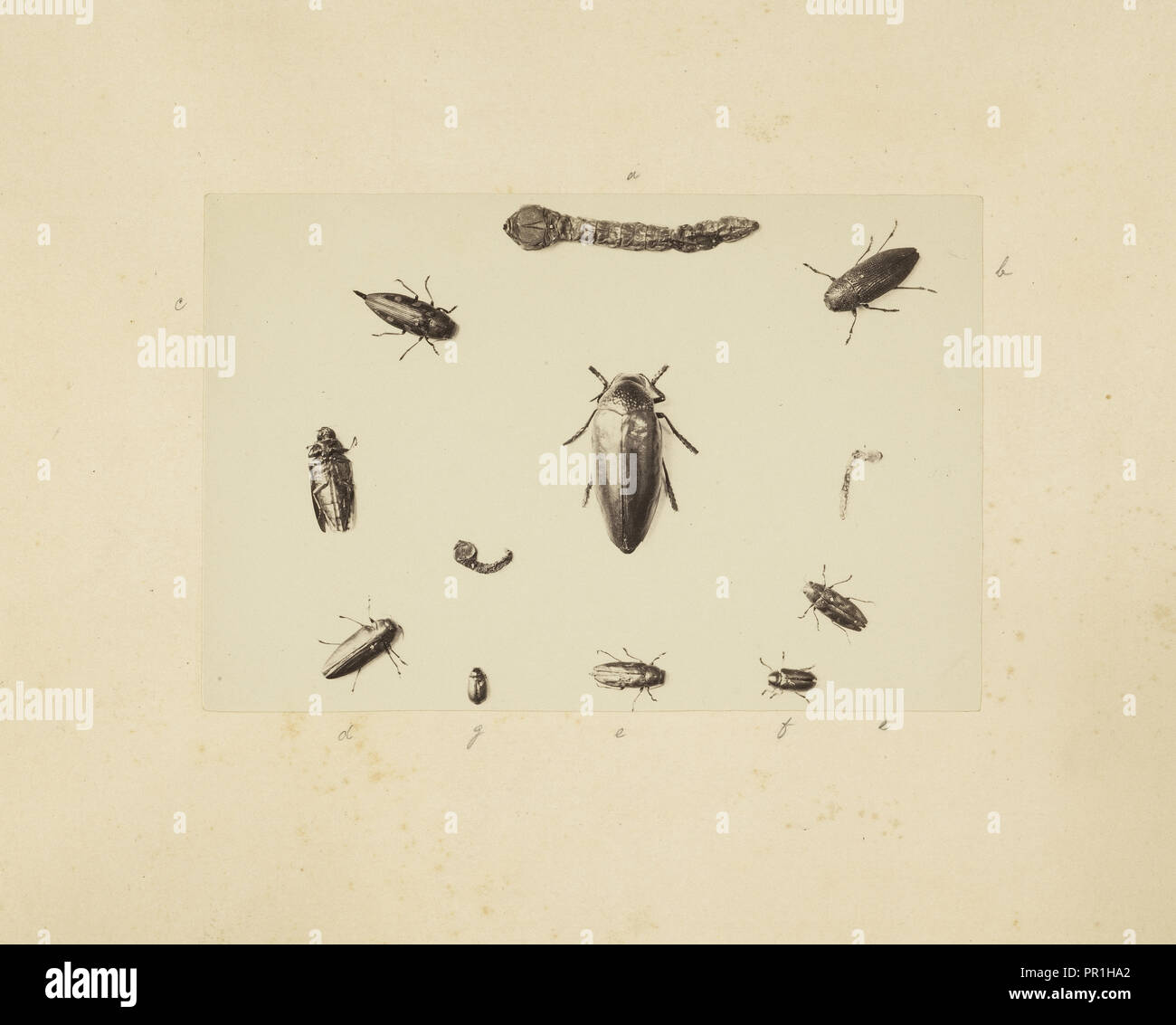 Beetle studio, studi indiani di insetti, Saché, John Edward, albume d'uovo Foto Stock