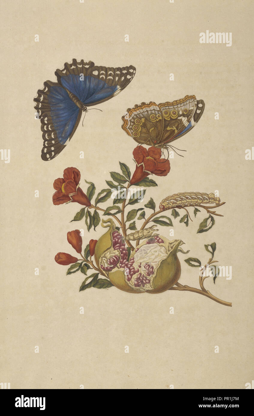 Il ramo di un albero di melograno con blue morpho butterfly, morfo menelao e larva di nastrare sphinx, Eumorpha fasciata, Maria Foto Stock