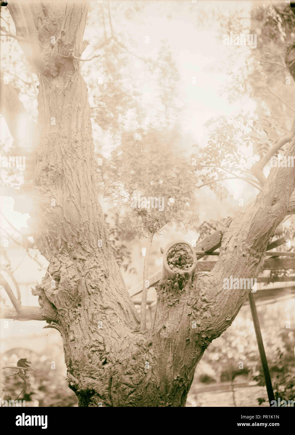 Agricoltura, fenomenale crescita di un cipresso dal tronco di un lilla persiano tree. 1930, Medio Oriente Foto Stock