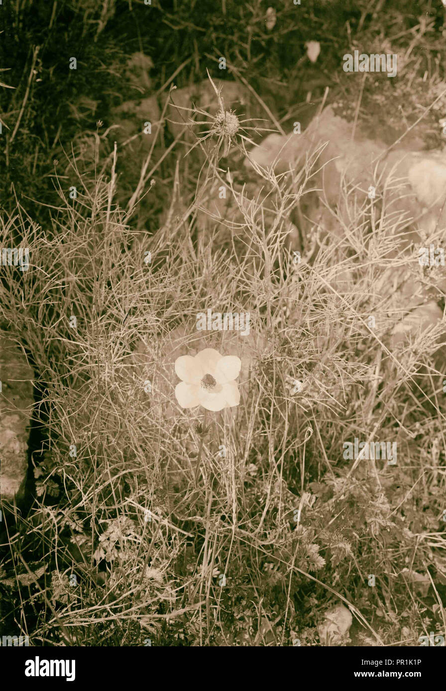 Agricoltura, "Come un giglio tra le spine,' Cant. 22. Anemone bianca cresce attraverso un thistle. 1930, Medio Oriente Foto Stock