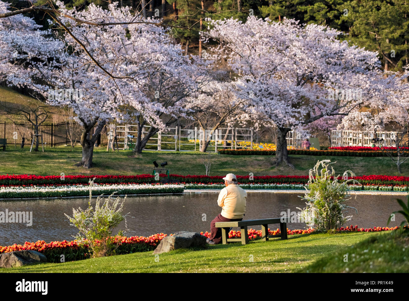 Viaggiare per vedere la fioritura dei ciliegi in fiore di Hamamatsu park, Shizuoka, Giappone Foto Stock