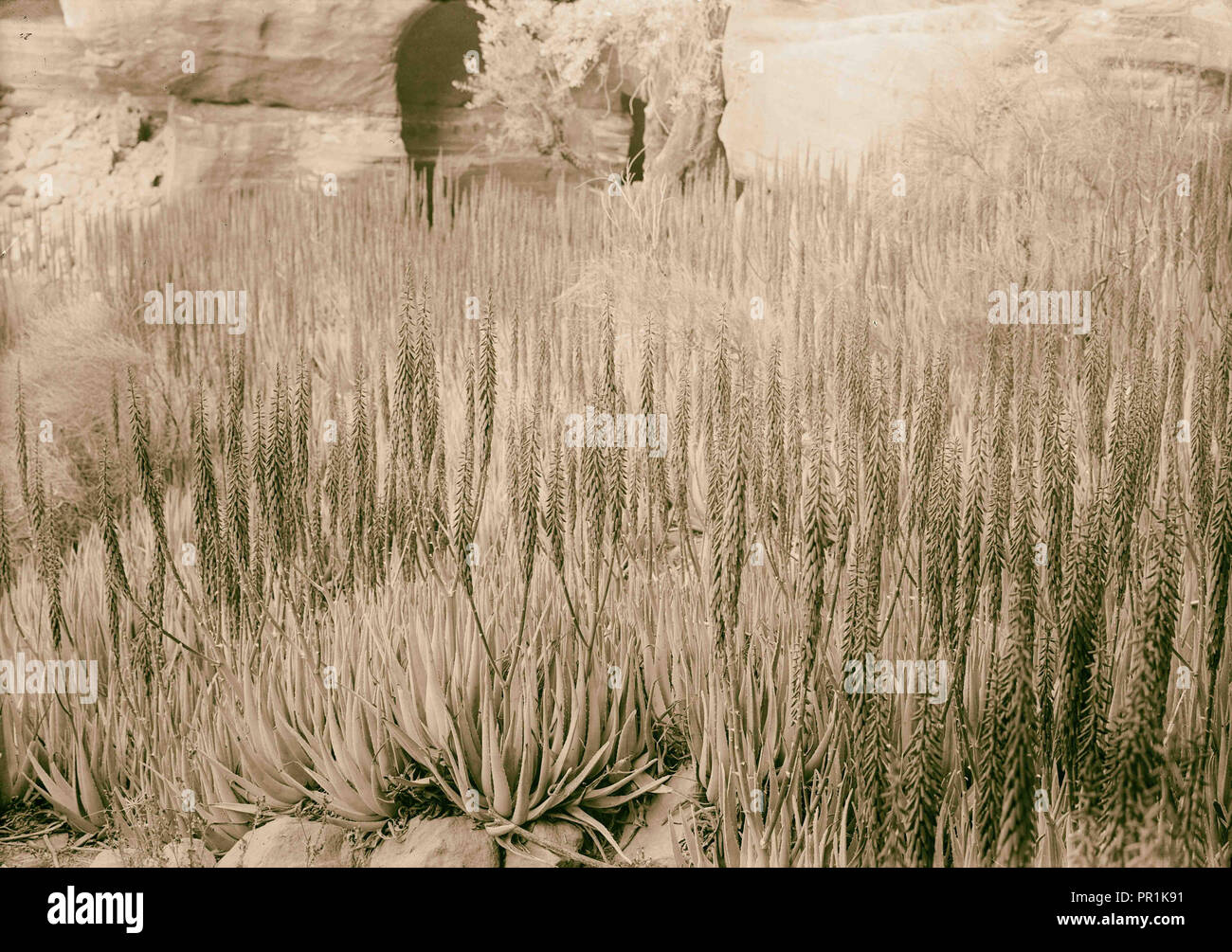 Petra (Wadi Musa). Es-Siyyagh Valley. Patch di aloe. Aloe vulgaris L. colore rosso-arancio armonizzare con scogliere. 1920, la Giordania Foto Stock
