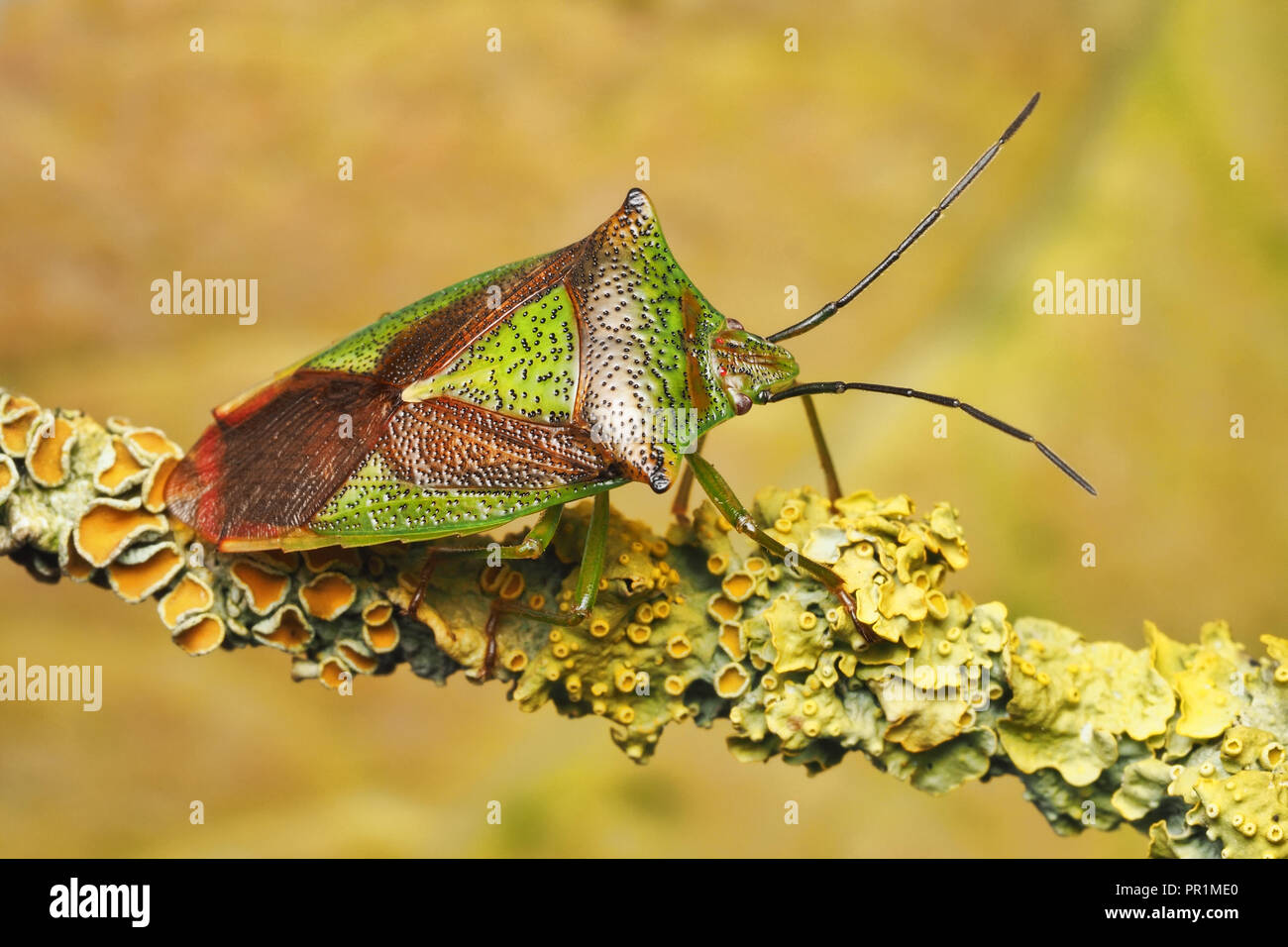 Biancospino Shieldbug (Acanthosoma haemorrhoidale) sul ramo di biancospino. Tipperary, Irlanda Foto Stock
