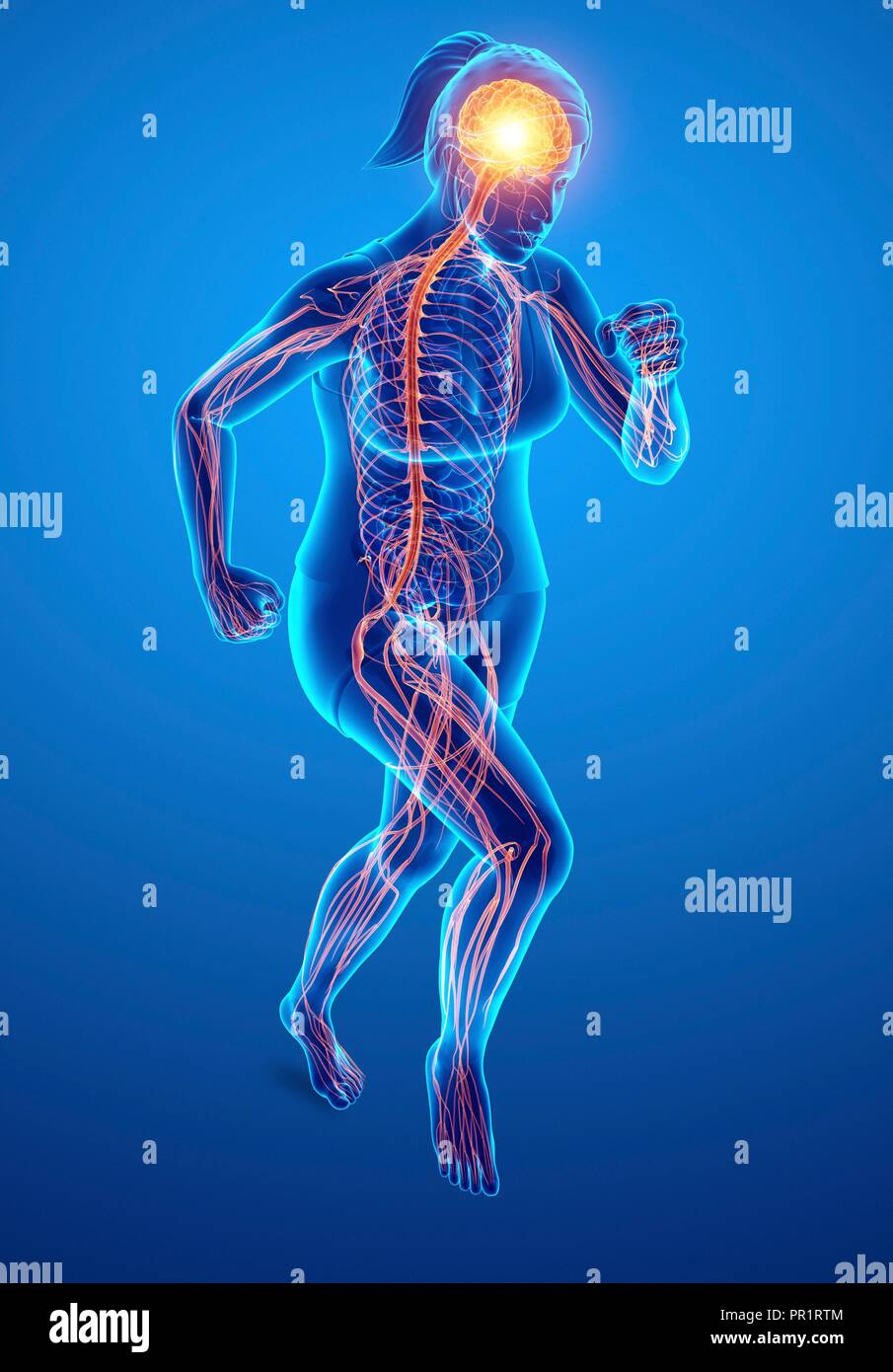 Il sistema nervoso, illustrazione del computer. Foto Stock