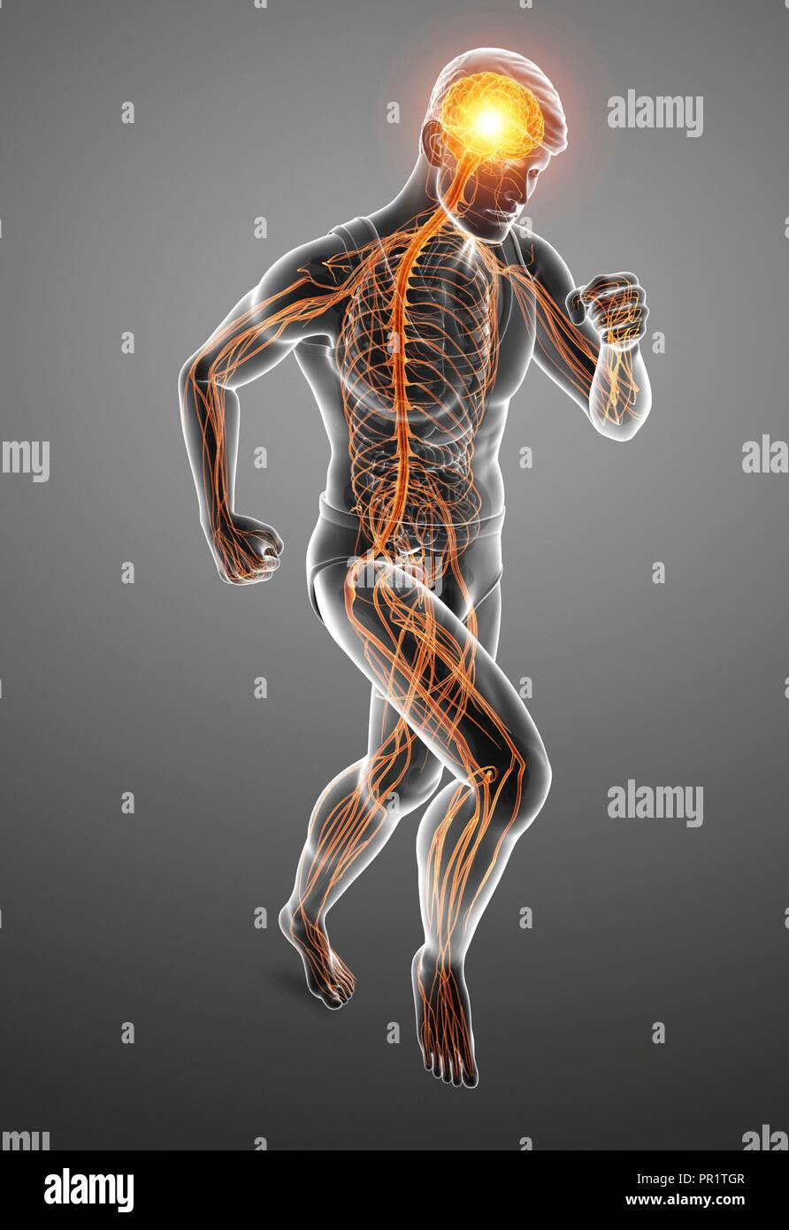 Maschio sistema nervoso, illustrazione del computer. Foto Stock