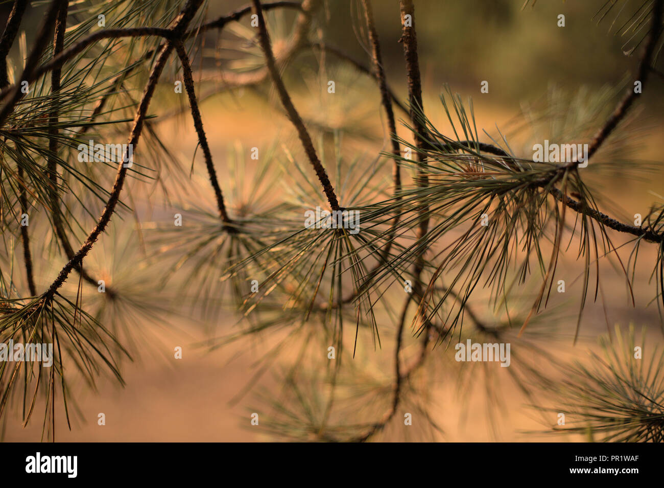 Gli aghi di pino appeso a un albero di pino di montagna vicino Ashland, Oregon, su un caldo e sfondo sfocato Foto Stock