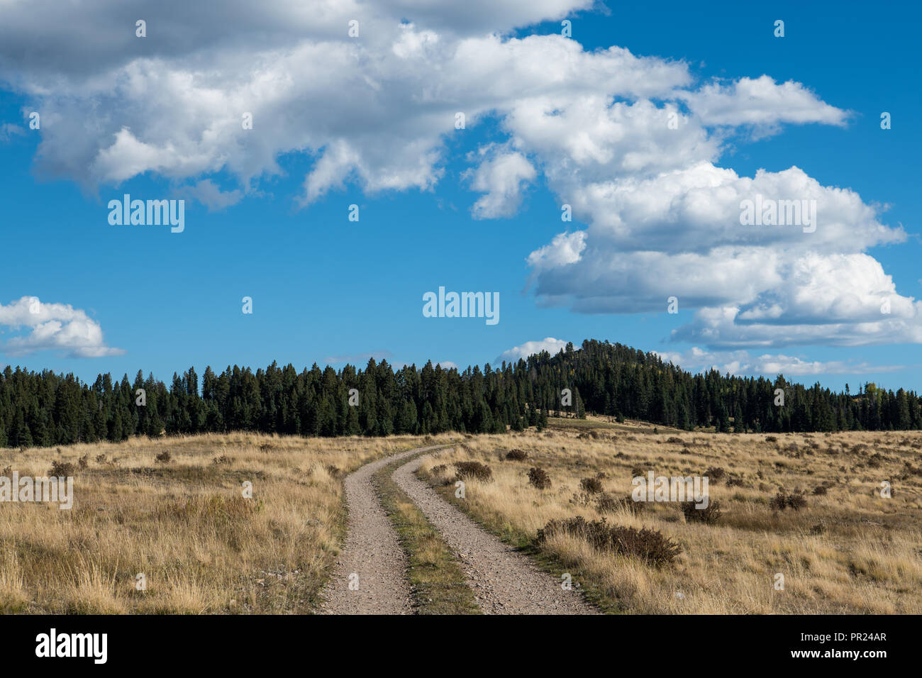 Paese stretta strada sterrata con due tracce della curvatura attraverso un prato erboso a una foresta sotto un luminoso cielo blu con puffy nuvole bianche Foto Stock