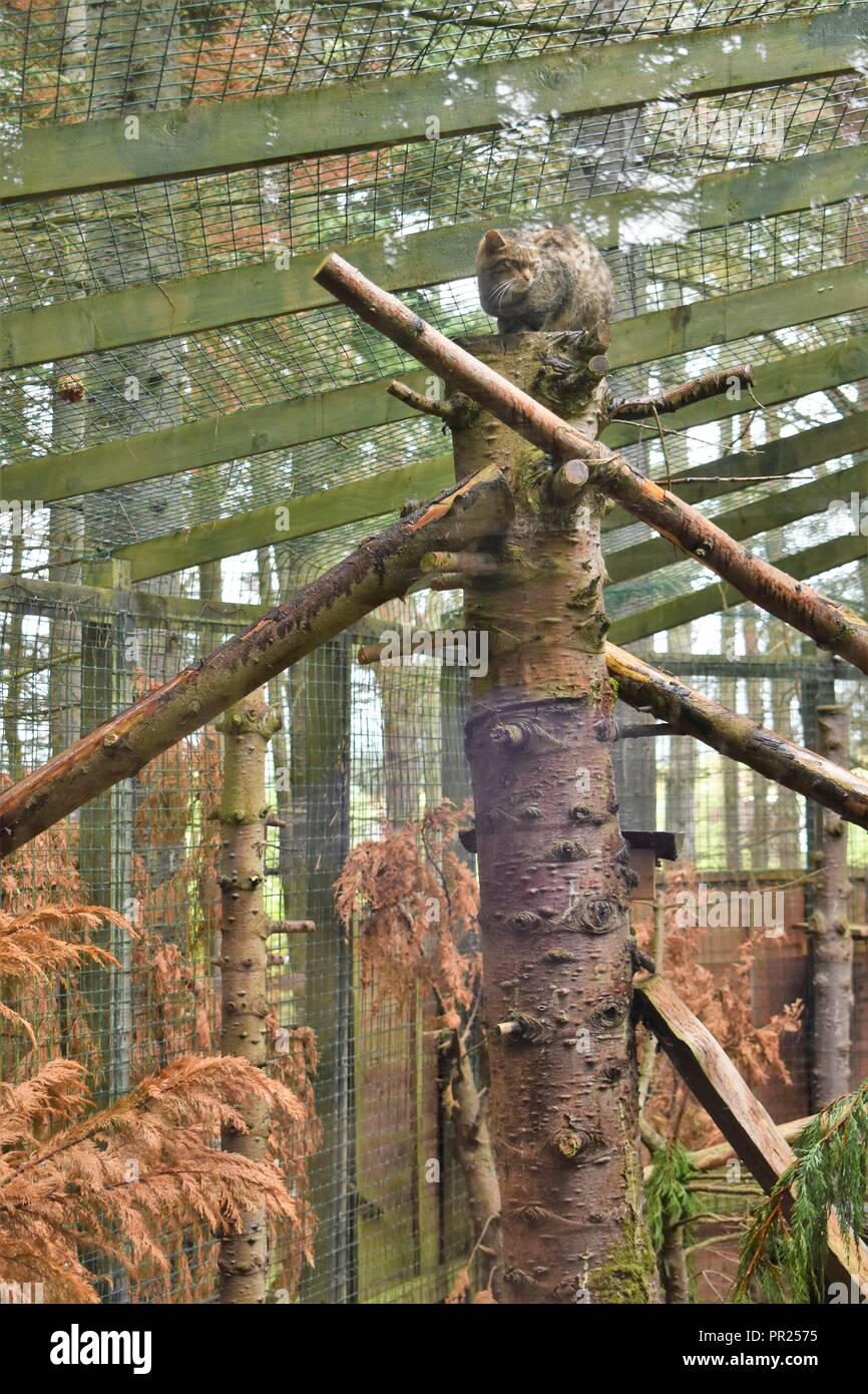 Scottish Wildcat, la Highland Wildlife Park, Kingussie, Highland, Scozia Foto Stock