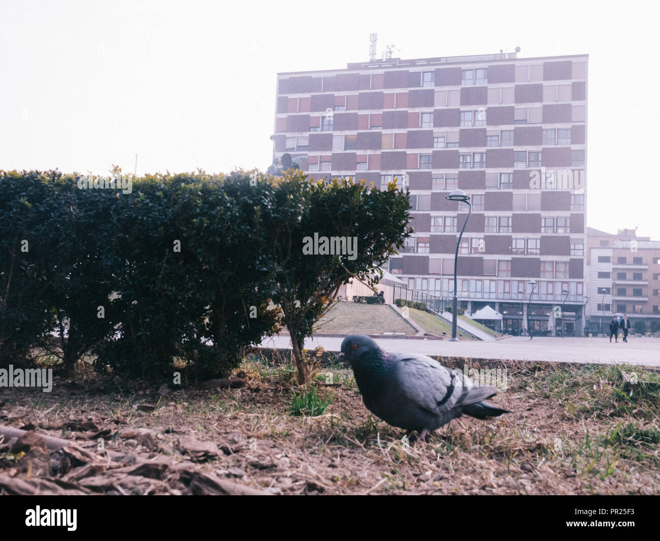 Un piccione si erge nel mezzo di un aiuola al centro di Piazza Trento Trieste nella città del centro città centro di Monza, Italia Foto Stock