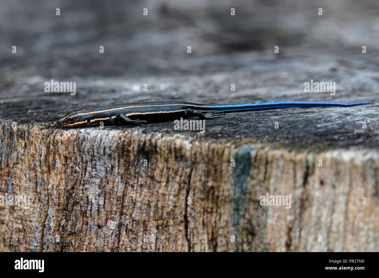 I capretti cinque-rigato skink sul ceppo di albero. Si tratta di una specie di lucertola endemica in Nord America e uno dei più comuni lucertole negli Stati Uniti orientali. Foto Stock