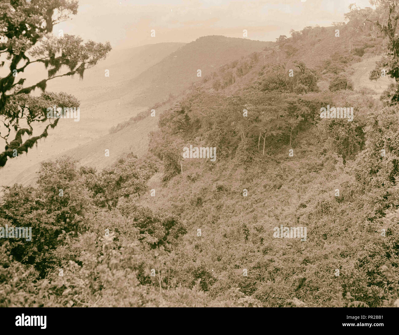 Tanganica. Cratere di Ngorongoro. Scena boscoso Cratere lungo il bordo. 1936, Tanzania Foto Stock