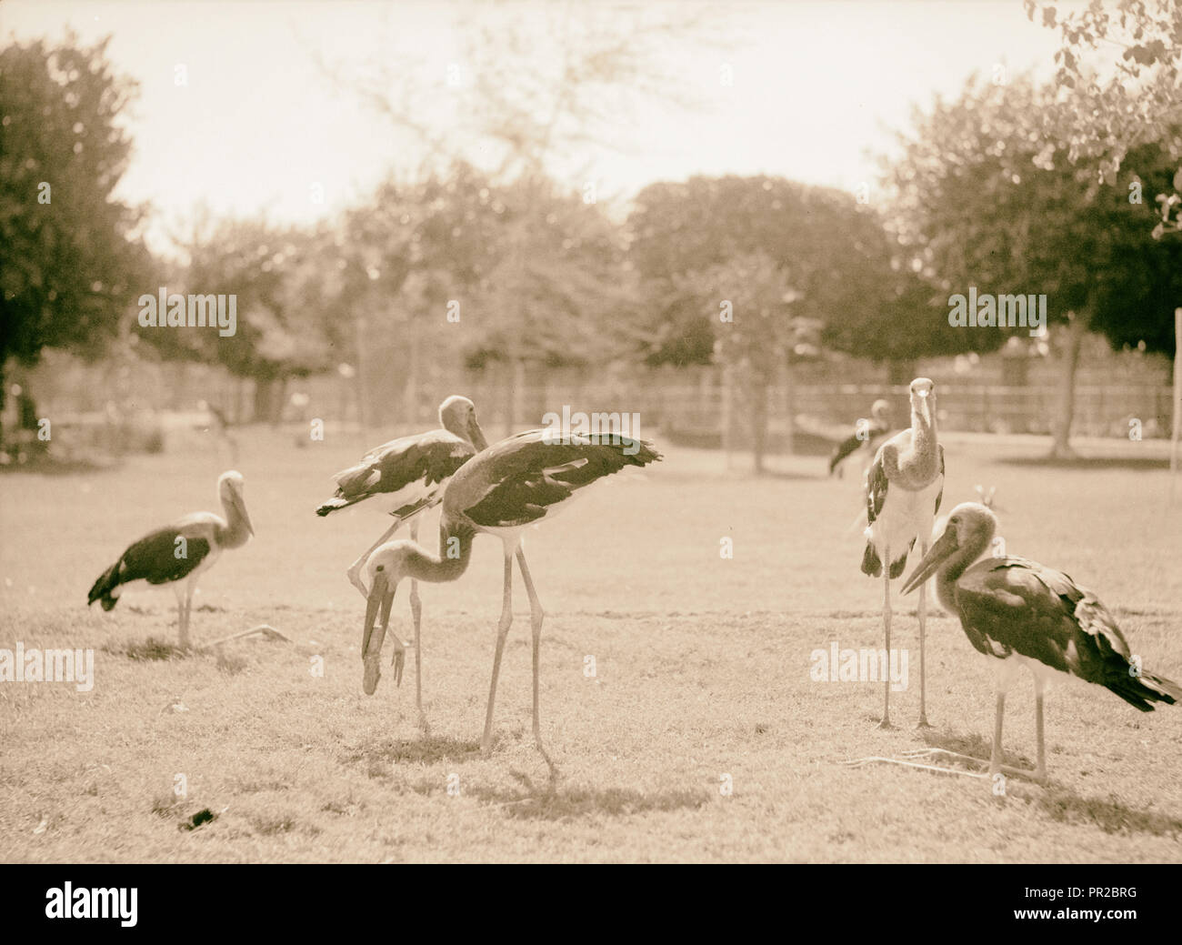 Il Sudan. Il governo di Khartoum. Lo Zoo di Khartoum. Gli uccelli acquatici (Abidmia, Abdimi). 1936, Sudan, Khartoum Foto Stock