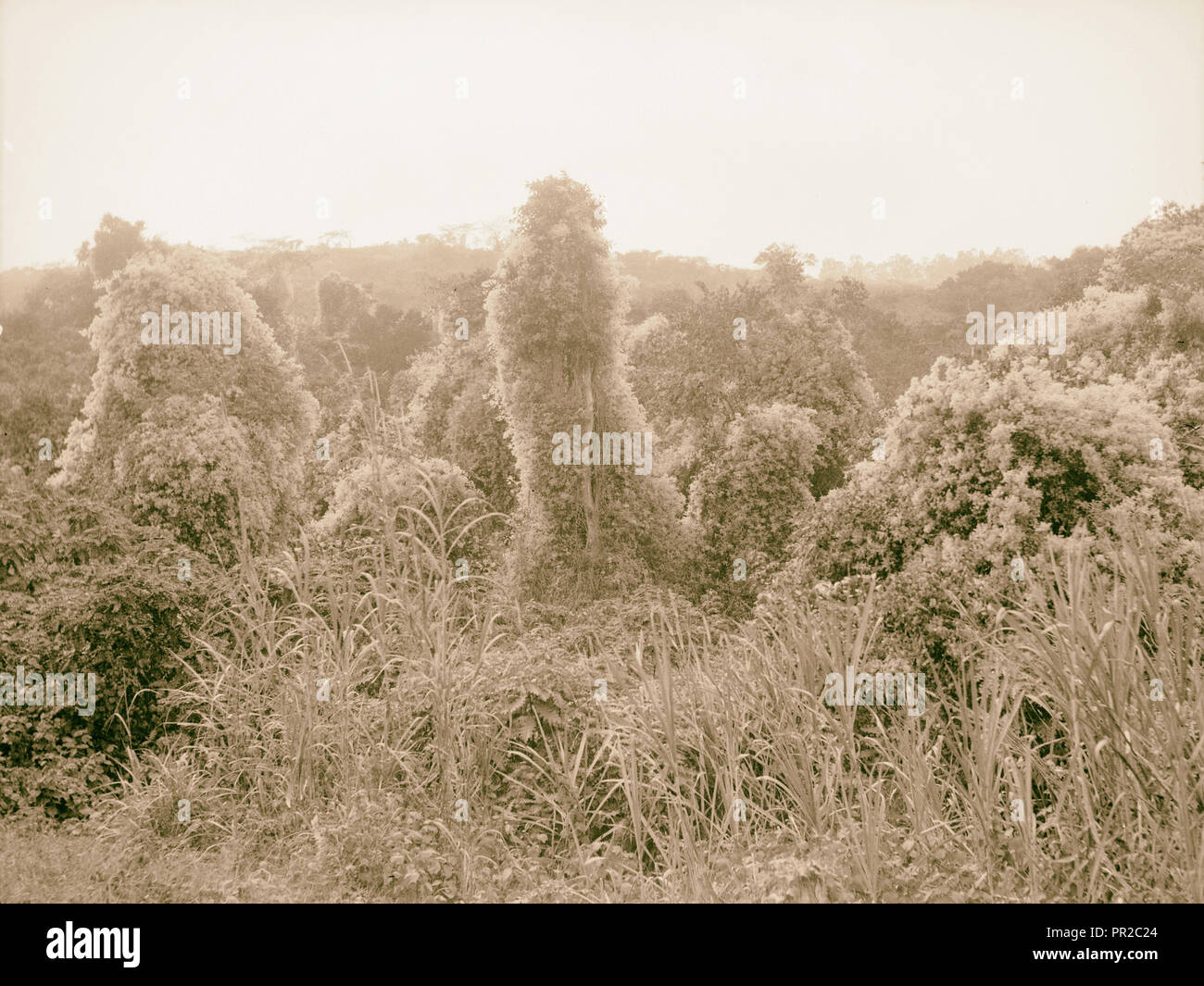 Uganda. Da Hoima a Fort Portal. Forest 'snowed sotto' dal fiore bianco del nodo-infestante. 1936, Uganda Foto Stock