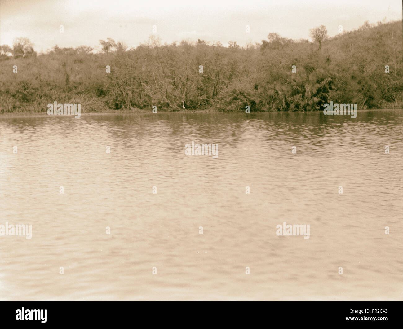 Uganda. Victoria Nilo. Shore mostra lungo acqua a collo alto uccello in distanza. 1936, Uganda Foto Stock