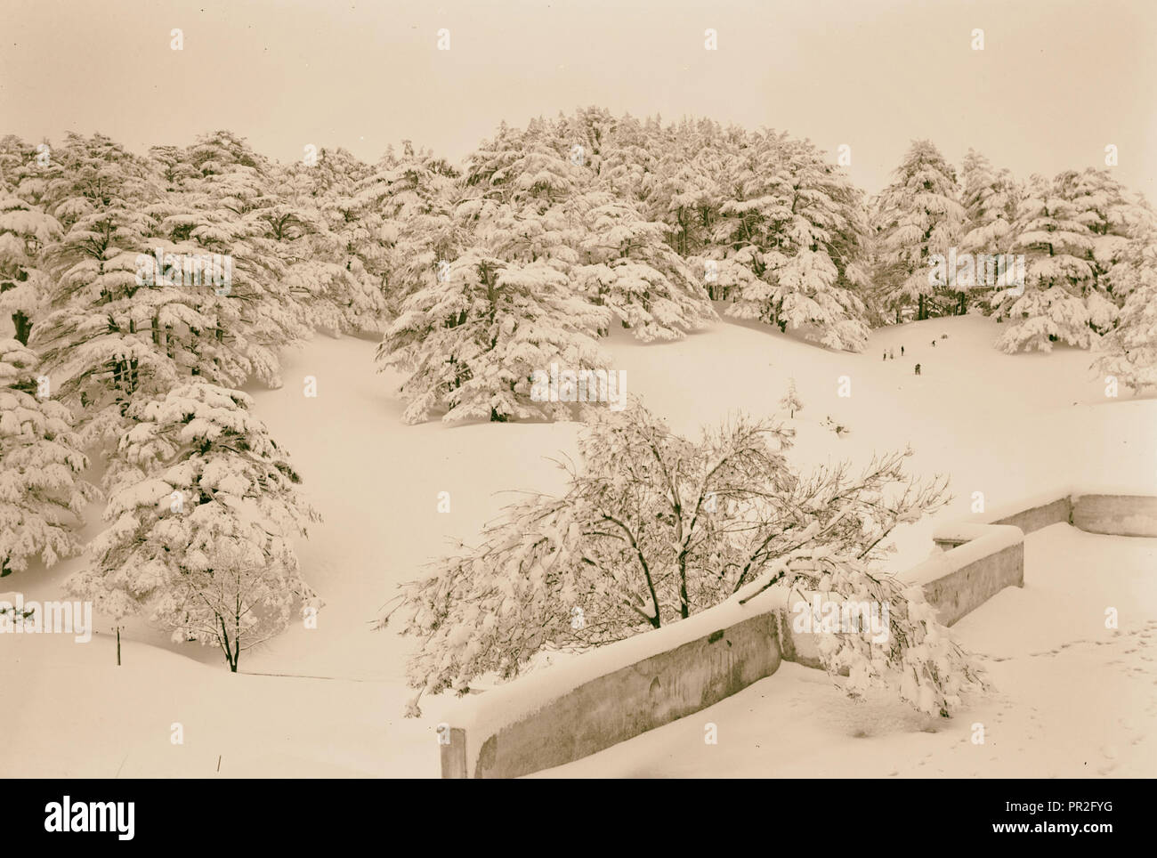 Cedri, il Grove nevicato sotto da Hotel veranda. 1946, Libano Foto Stock