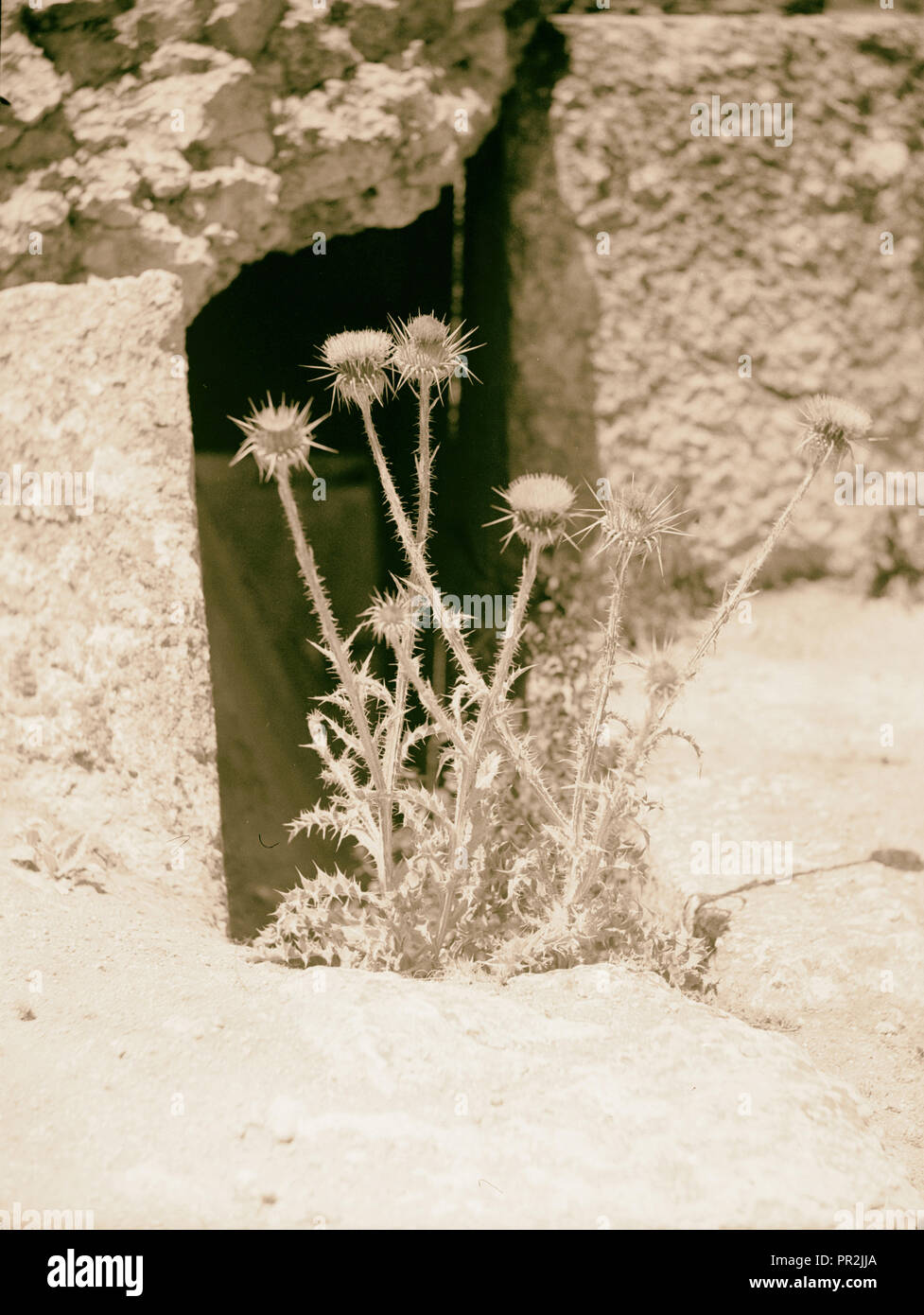 Agricoltura, ecc. Silybum Marianum. L. Gaertn. Cardo mariano o Cardo mariano. Crescente sulla sommità del tempio di Bacco Foto Stock