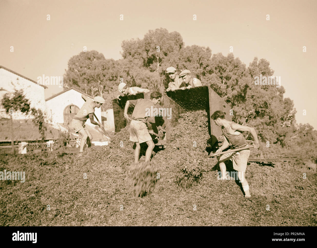 La stagione vintage Zikh"ron Ya'aqov, 24 luglio 1939. Discarica, utilizzati sia per il combustibile e fertilizzante. 1939, Israele, Zikhron Yaʻaḳov Foto Stock