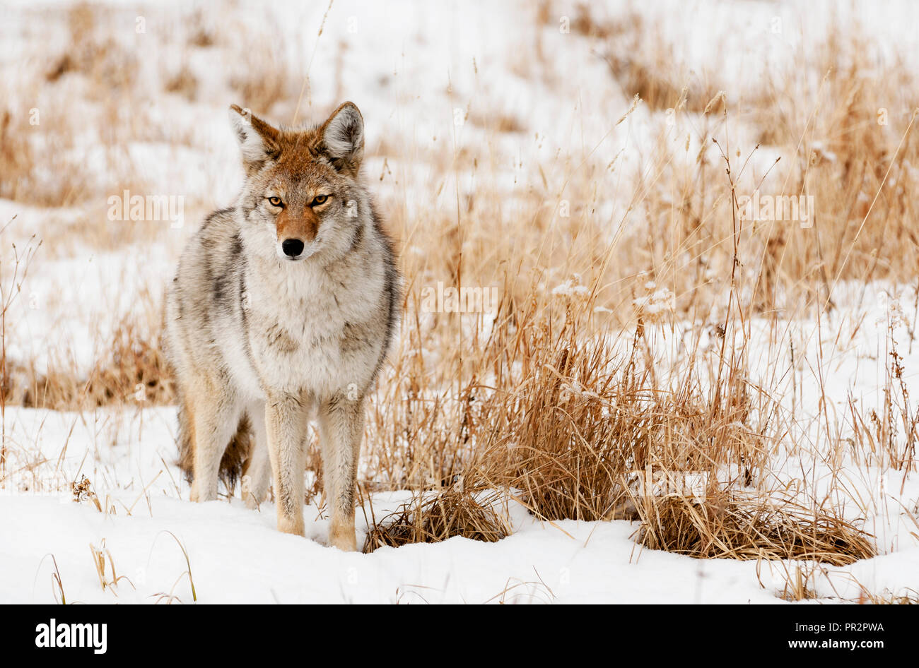 Coyote; caccia topi; inverno; il Parco Nazionale di Yellowstone; Wyoming Foto Stock