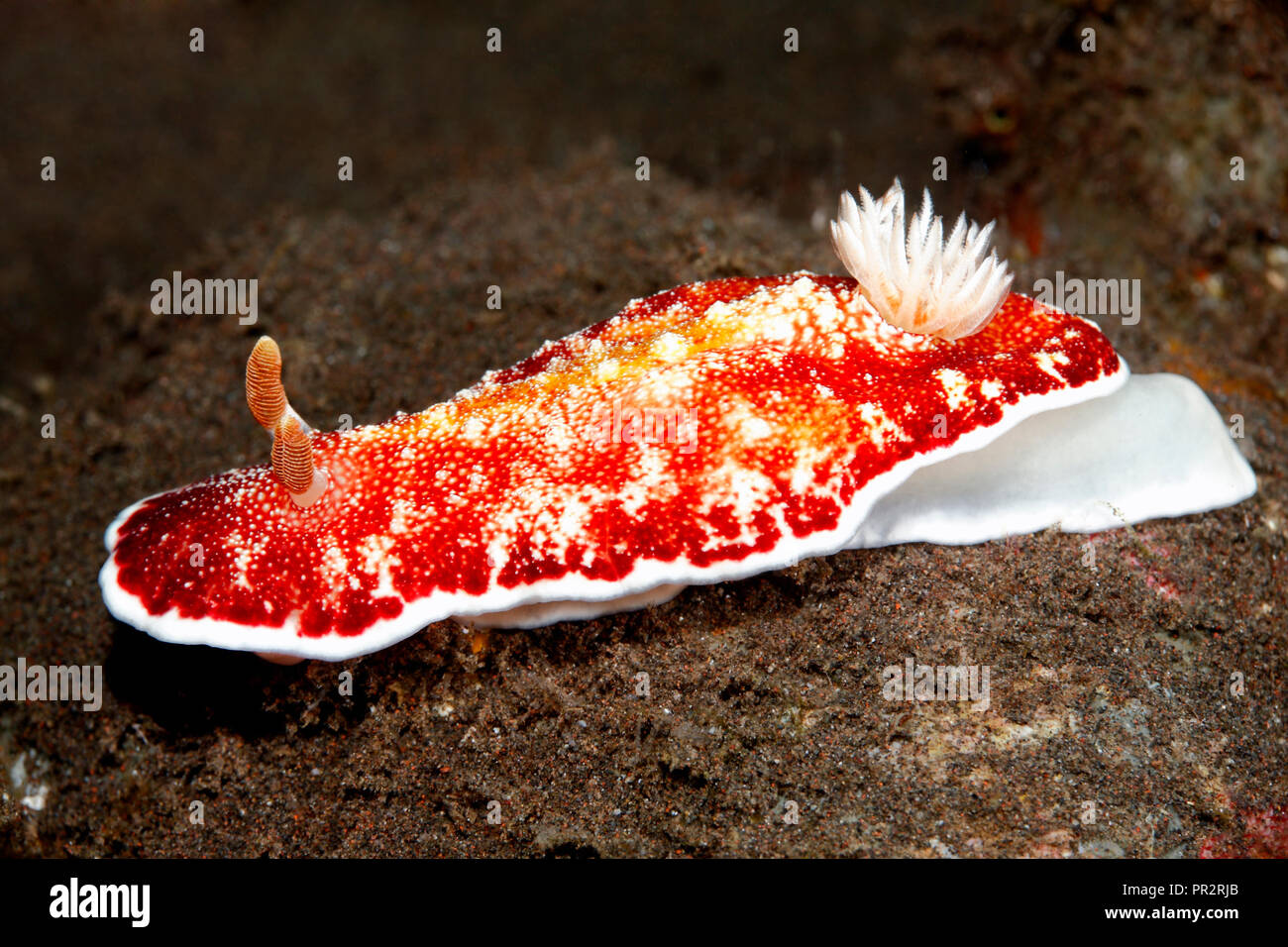 Nudibranch, Goniobranchus reticulatus, precedentemente chiamato Chromodoris reticulata. Tulamben, Bali, Indonesia. Mare di Bali, Oceano Indiano Foto Stock