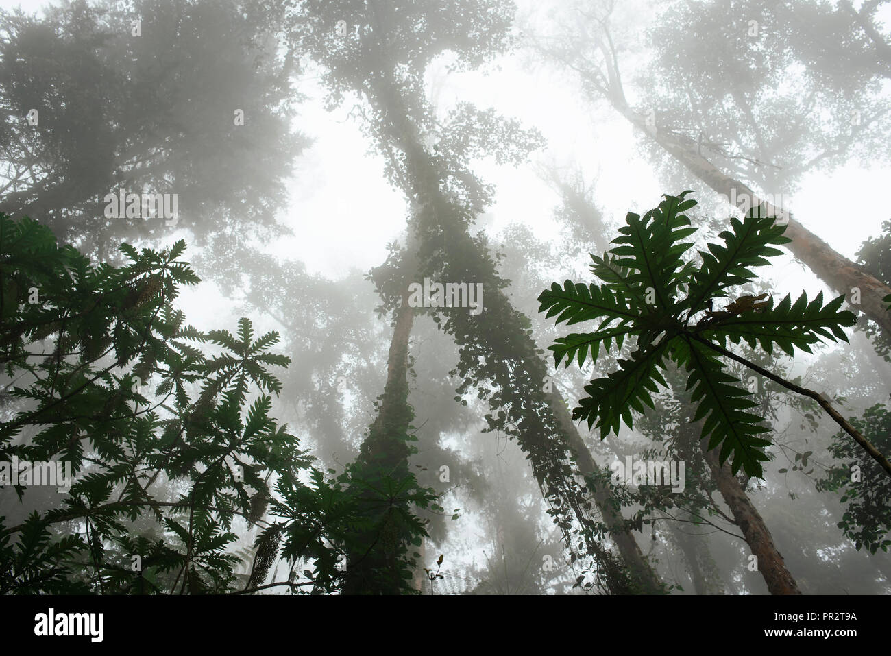 Basso angolo vista di alberi e foglie contro il cielo di nebbia. Foresta pluviale tropicale fogliame. Cocora valley, Colombia. Sep 2018 - RF Foto Stock