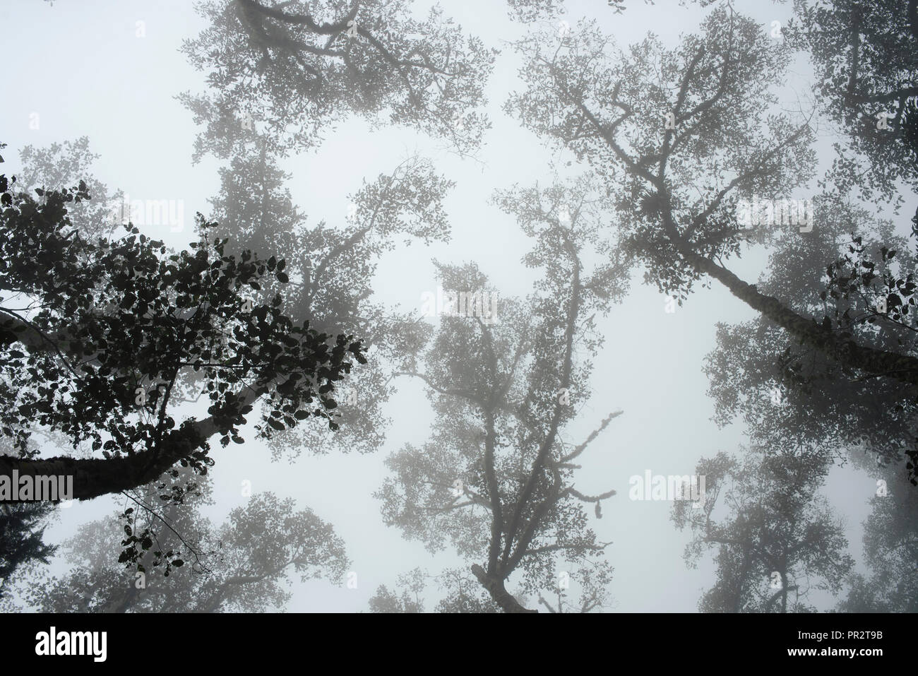 Basso angolo di visione degli alberi contro il cielo di nebbia. Sagome, sfondo naturale, la carta da parati. RF Foto Stock